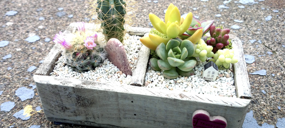 多肉植物の寄せ植え教室【3月再開講いたしました】