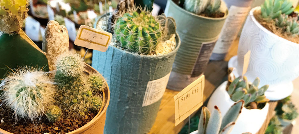 多肉植物の寄せ植え教室【3月再開講いたしました】