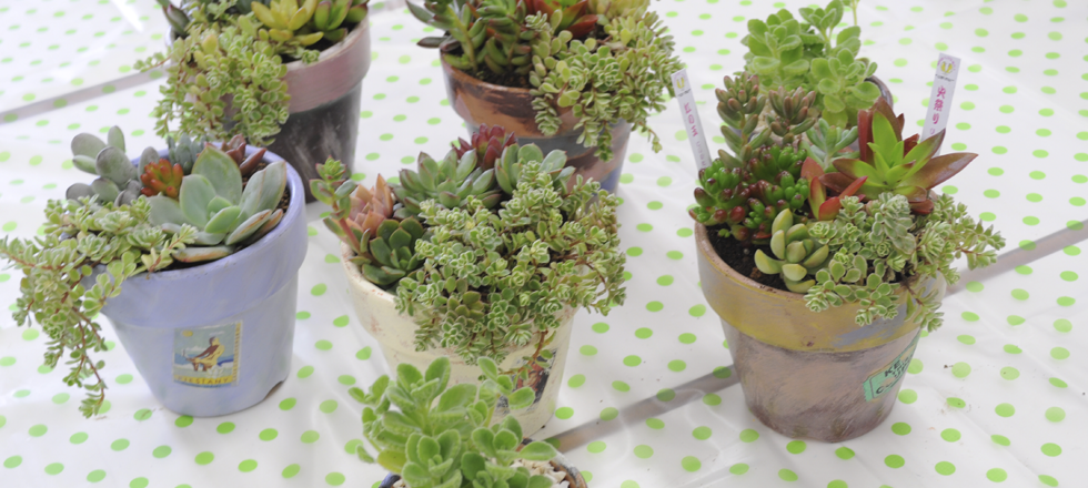 多肉植物の寄せ植え教室【3月再開講いたしました】